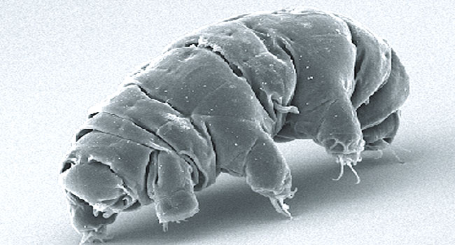 Tardigrades, Earth’s Toughest Creatures, May Be Alive On The Moon