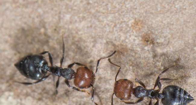 World’s Fastest Ant Clocks Nearly A Metre Per Second