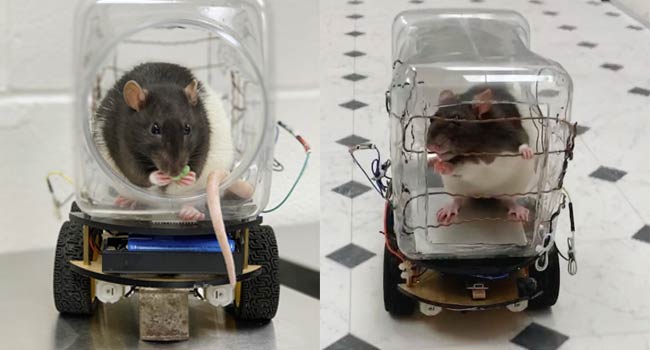 Scientists Successfully Train Rodents To Drive Tiny Cars