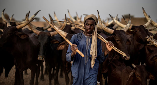 West Africa’s Fulani Nomads Fight Climate Change To Survive