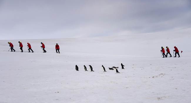 Tourists Spend Thousands To Swim Among Penguins In Antarctic