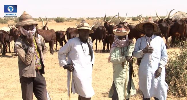 The Miyetti Allah Cattle Breeders Association, MACBAN – Herdsmen, farmers in Benue, Nasarawa will soon reconcile