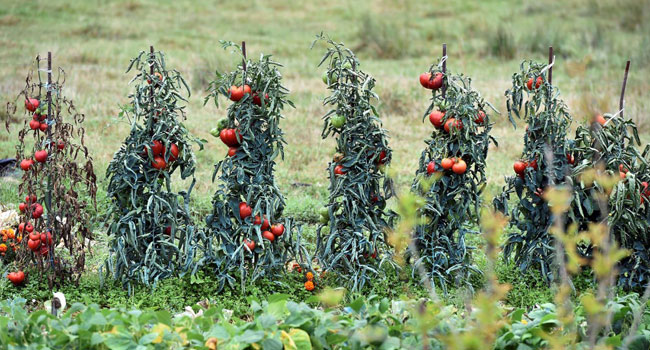 France Confirms First Case Of Ruinous Tomato Virus