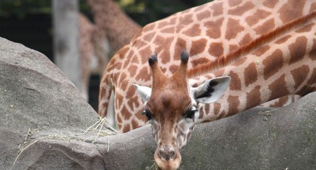 Rare White Giraffes Killed In Kenya