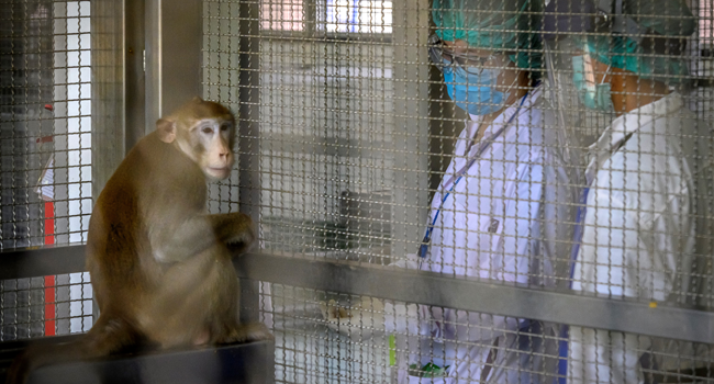 This picture taken on May 23, 2020 shows a laboratory monkey interacting with employees in the breeding centre for cynomolgus macaques (longtail macaques) at the National Primate Research Center of Thailand at Chulalongkorn University in Saraburi. Mladen ANTONOV / AFP