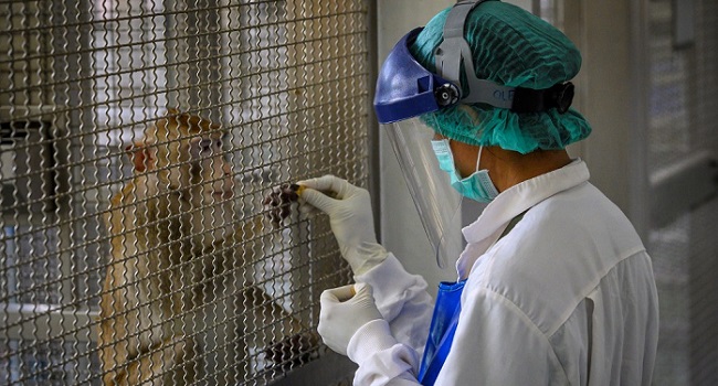 COVID-19: Thailand Enters Global Race For Vaccine With Trials On Monkeys