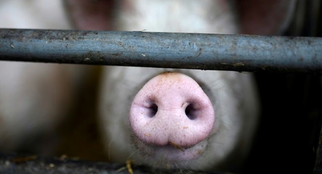 New Swine Flu Found In China Has 'Pandemic Potential' – Channels Television New Swine Flu Found In China Has 'Pandemic Potential' – Channels Television
