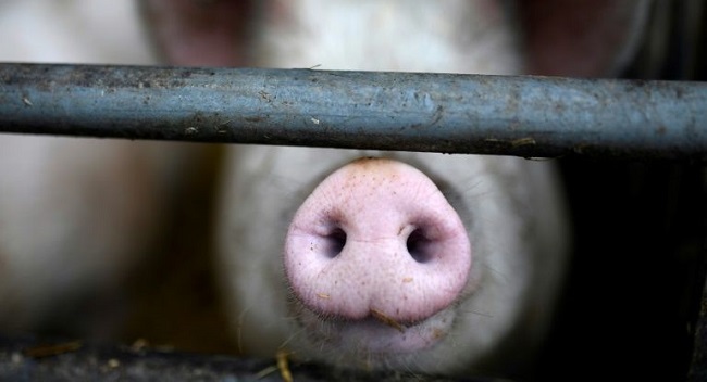 UK Confirms First Human Case Of Swine Flu Strain H1N2