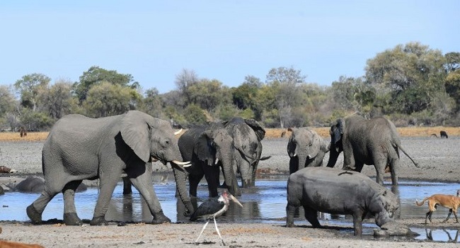 Botswana Reports Mysterious Deaths Of Hundreds Of Elephants
