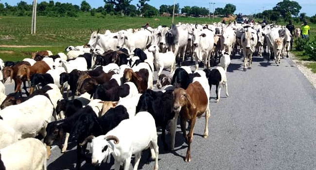 Police Commence Investigation Into Death Of 22 Cows