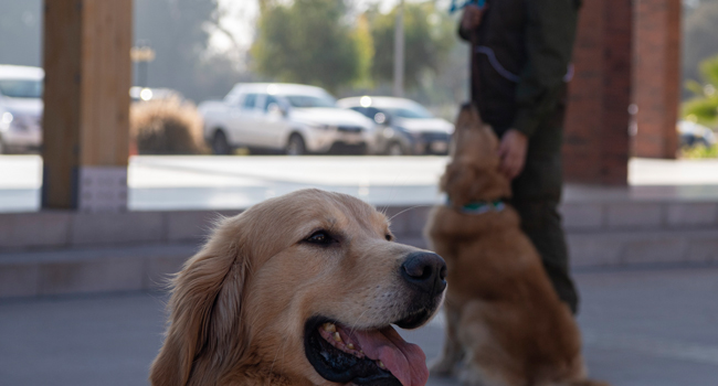 Chilean Police Train Dogs To Sniff Out COVID-19