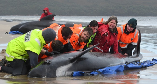 Rescuers Race To Save Scores Of Stranded Whales In Australia