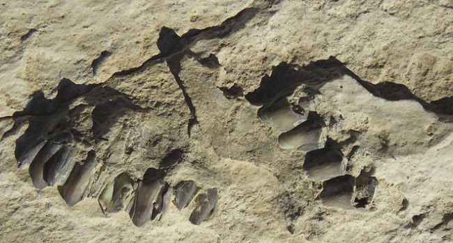 Human Footprints Dating Back 120,000 Years Found In Saudi Arabia