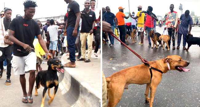 Youths Continue #EndSARS Protest In Surulere, Use Dogs As Guards