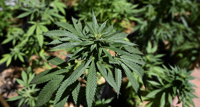 iew of a Cannabis plant at the house of Valeria Rivera -a member of the self-managing NGO “Mama cultiva” (Mom grows)- in Buenos Aires on November 19, 2020. JUAN MABROMATA / AFP