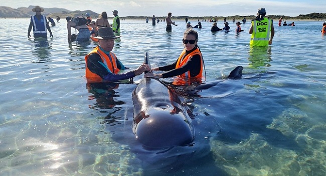 Stranded Whales Refloated In New Zealand But Concerns Remain