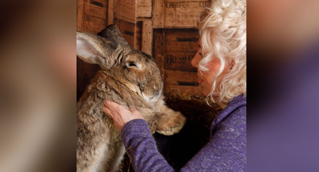 UK Police Hunt For Thieves Who Stole World s Biggest Rabbit