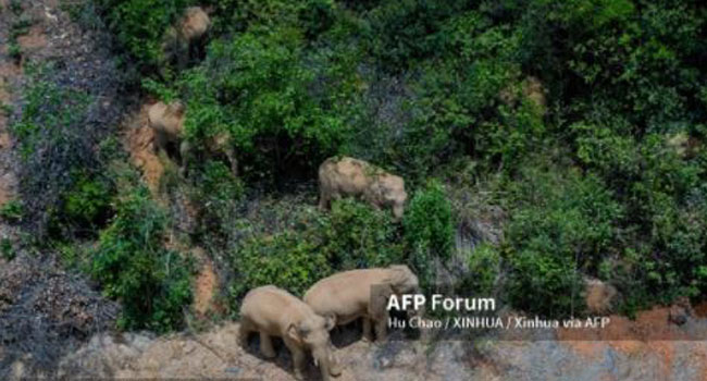 UNMING, June 1, 2021 (Xinhua) -- Aerial photo taken on May 28, 2021 shows the herd of wandering wild Asian elephants in Eshan County, Yuxi City, southwest China's Yunnan Province. (Xinhua/Hu Chao) Hu Chao / XINHUA / Xinhua via AFP