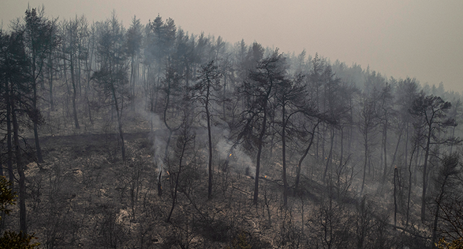 This picture taken on August 9, 2021 shows burnt trees trunk during a wildfire at the village of Pefki on Evia (Euboea) island, Greece's second largest island. ANGELOS TZORTZINIS / AFP