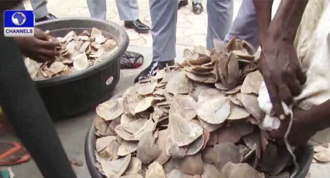 Customs Strike Force Impounds Pangolin Scales, Claws In Lagos