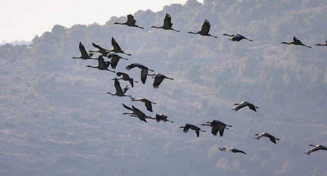 Large Israel Bird Flu Outbreak Kills 2,000 Wild Cranes