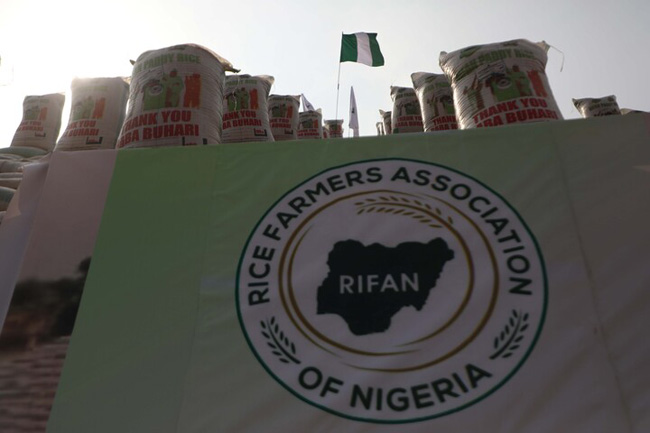 Bags of rice are seen at the launch of the largest rice pyramids in Abuja, Nigeria, on January 18, 2022. The bags of rice which were planted and harvested by Rice Farmers Association of Nigeria (RIFAN) from states in Nigeria, are one million rice paddies stacked in 15 separate pyramids which is expected to solve the food crisis in Nigeria Photo: Sodiq Adelakun