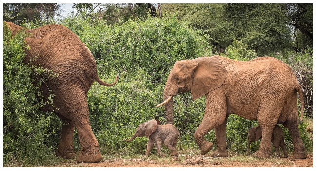 At Least 100 Elephants Dead In Zimbabwe Drought – Welfare Group