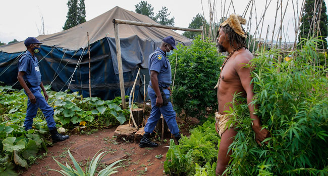 Police Release Man Who Grew Marijuana Outside SA President’s Office