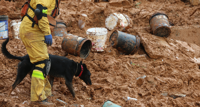 Firefighters from Sao Paulo state use a dog to find victims after a landslide caused by heavy rains buried homes in Franco da Rocha, Sao Paulo state, Brazil, on January 31, 2022. FILIPE ARAUJO / AFP