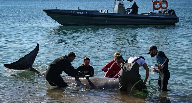 Wounded Whale Found Dead On Greek Island