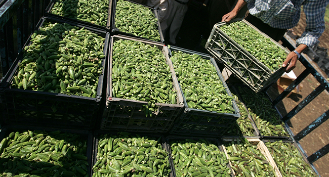  In this file photo taken on July 11, 2012, a Palestinian farmer packs crates of okra, also know as lady's fingers, onto the back of a truck in a field close to the village of Ya'bad in the Israeli occupied West Bank. SAIF DAHLAH / AFP