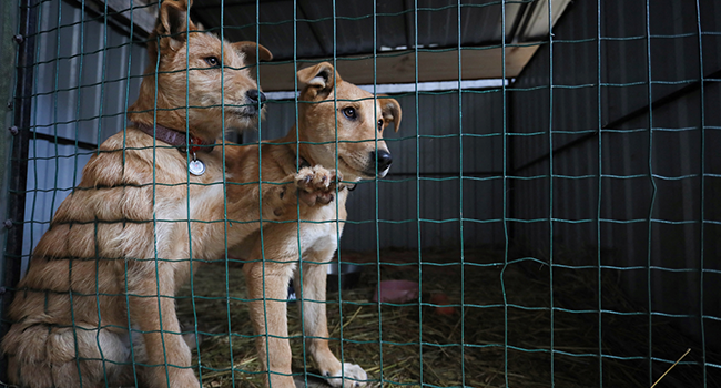 This photograph shows dogs in an aviary in the "Home for Rescued Animals" shelter in the western Ukrainian city of Lviv on March 26, 2022. Aleksey Filippov / AFP
