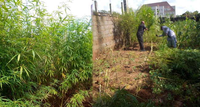 abuja-marijuana farm