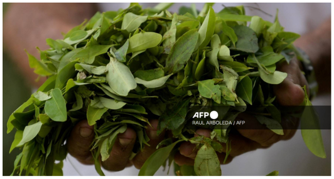 In this file photo taken on August 20, 2022, a man holds coca leaves in Catatumbo, Norte de Santander Department, Colombia. (Photo by Raul ARBOLEDA / AFP)