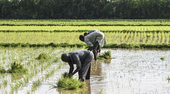 JUST IN: Global Rice Prices Hit 15-Year High After India Curbs