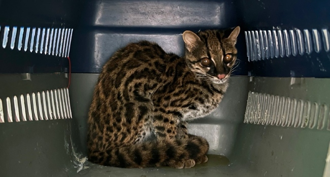 A photo of a Mangay , a spotted endangered cat native to South America