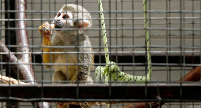 A caged Central Africa squirrel monkey