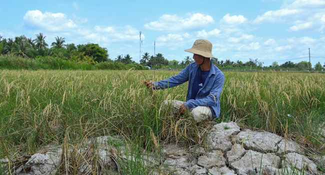 Vietnam Faces $3bn Annual Crop Losses From Rising Saltwater Levels