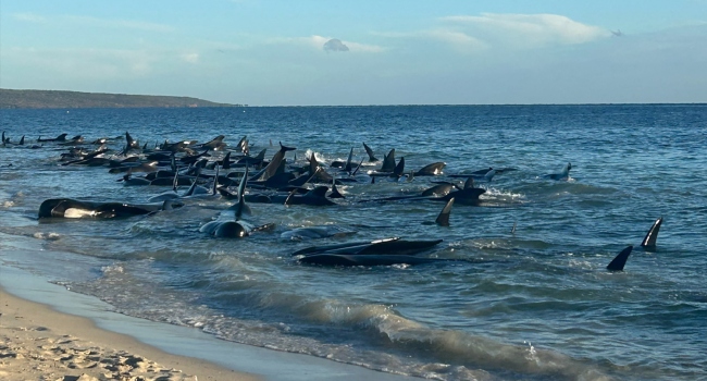 Up To 160 Pilot Whales Stranded On Australian Beach