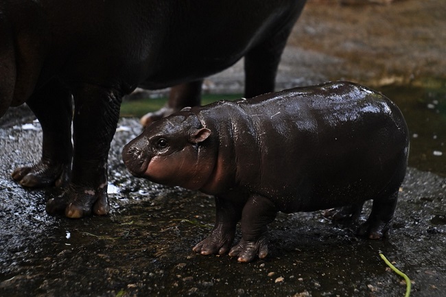 Trespasser Caught In Viral Hippo Moo Deng’s Thai Zoo Pen Trespasser Caught In Viral Hippo Moo Deng’s Thai Zoo Pen