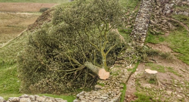 Two Men Who Chopped Down Iconic Sycamore Gap Tree To Be Sentenced