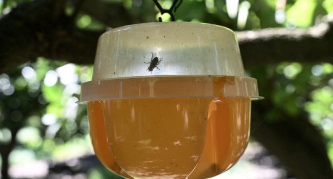 Fruit Fly Tests In Greece Target Invasive Species Threat