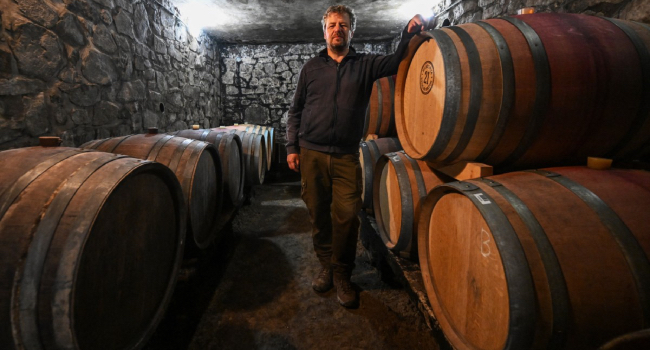 Hungary Winemakers Fear Disease May ‘Wipe Out’ Industry