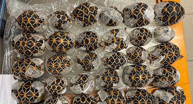 Teen With 30 Tortoises Under Clothes Nabbed At Thai Airport