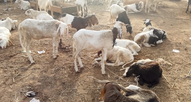 Eid-el-Kabir: Ram Prices Soar In Kebbi Markets
